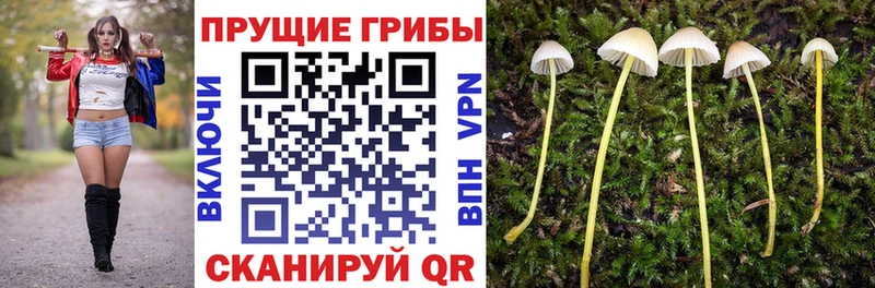 даркнет состав  Семилуки  Псилоцибиновые грибы Magic Shrooms 